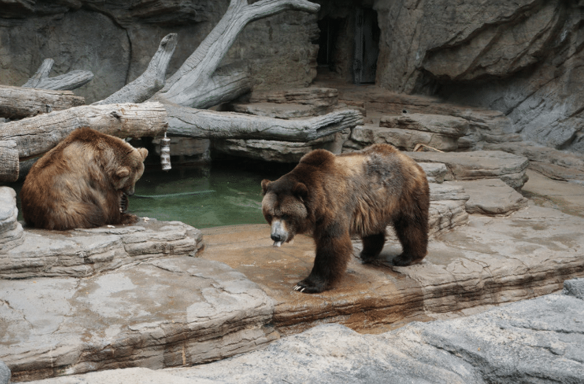 denver zoo bears