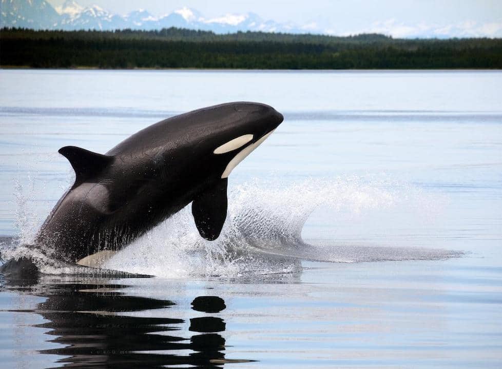Orca whale during whale watching tour
