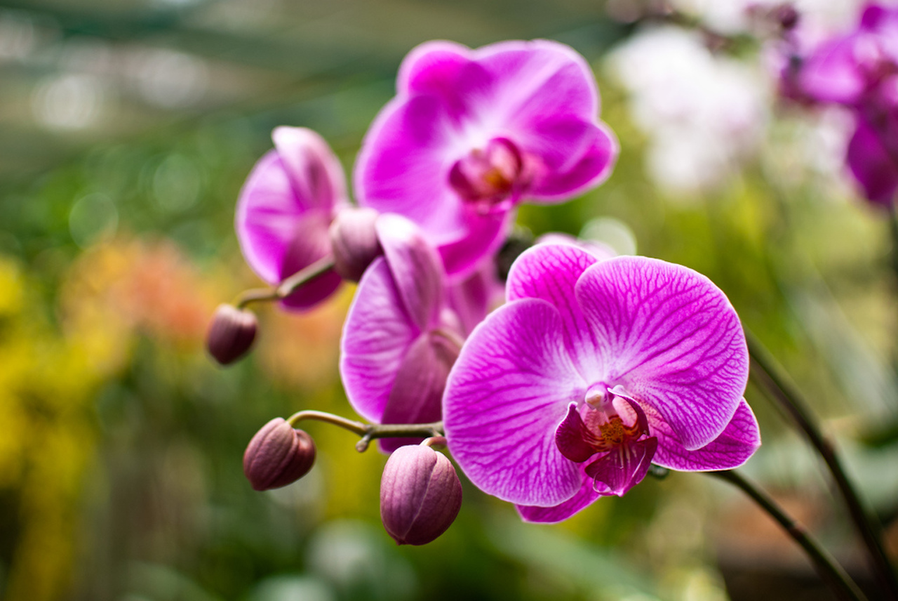 Botanic Garden
