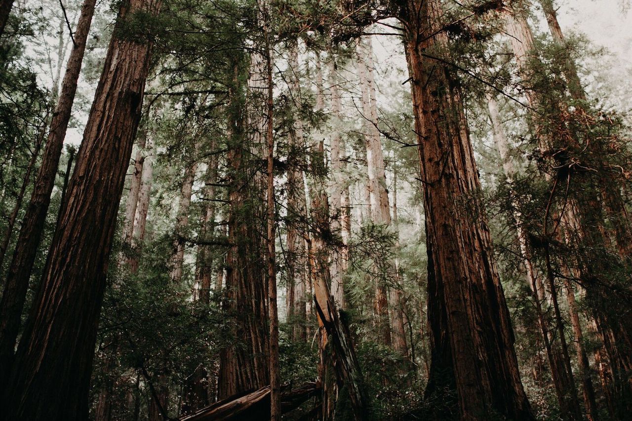 redwood park